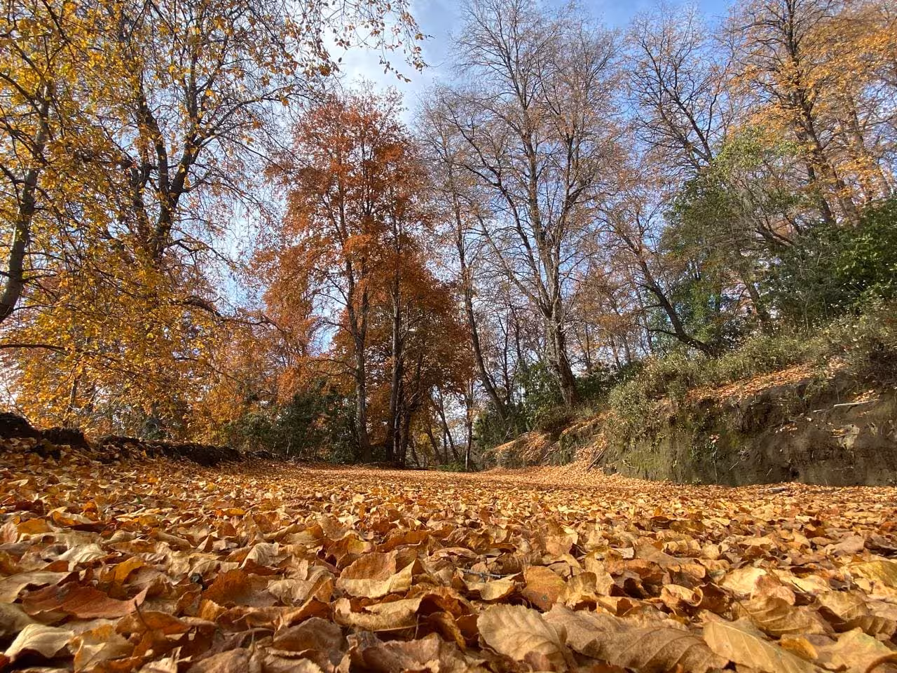 casa en medio del Bosque